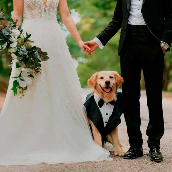 Wedding Dog Sitter